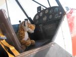 Tiger Baby auf dem Pilotensitz der Piper