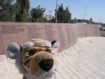 Tigerbaby in Jerusalem