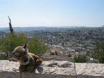 Tigerbaby in Jerusalem
