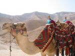 Tigerbaby driving a camel