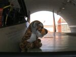 Tiger Baby sitzt auf IAF F-15